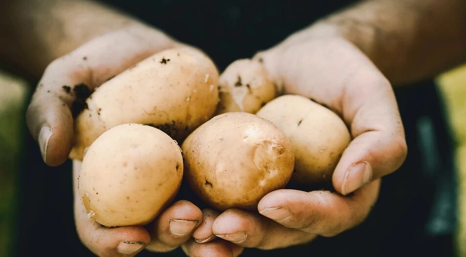 Aardappelen hebben een positief effect op de gezondheid van mannen